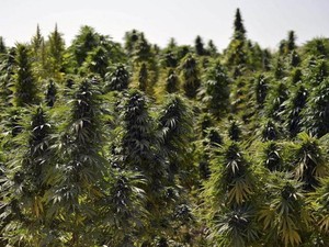 Dari Bisnis Ganja, Pria Ini Punya Penghasilan Rp 68 T/Tahun