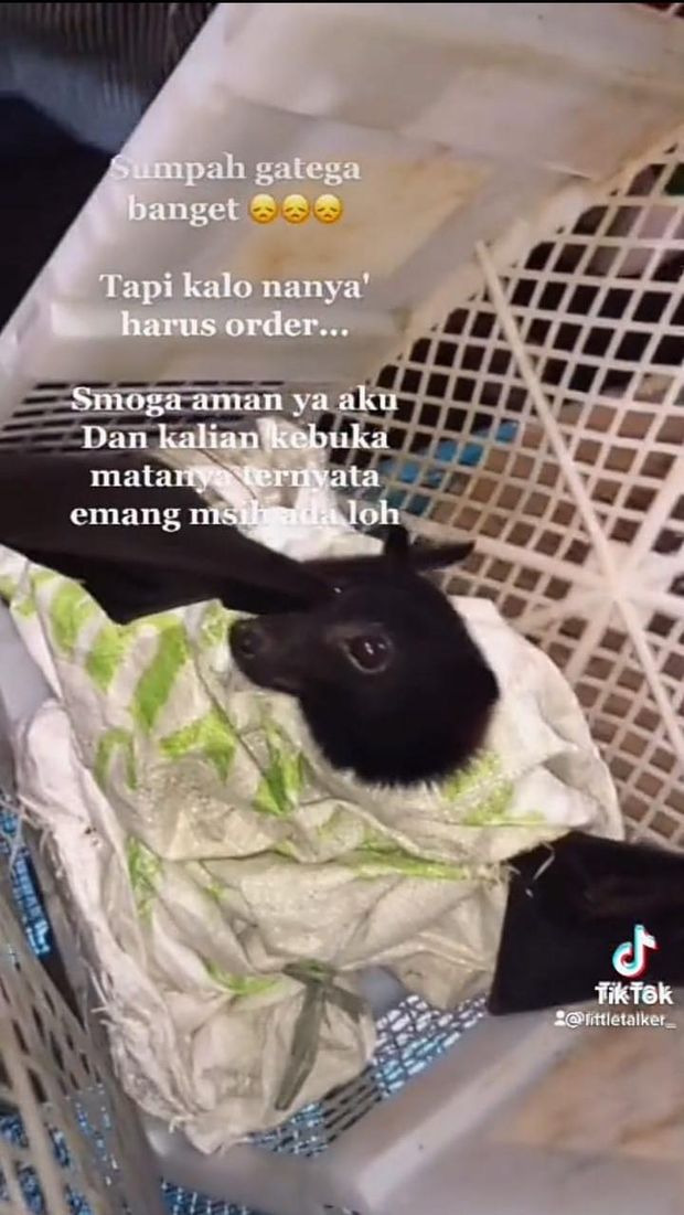 Seleb TikTok Ini Berani Makan Sate Kelelawar hingga Torpedo Kuda