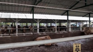 Pengadaan Bantuan Sapi-Kambing di Disnak Sumbar Disorot