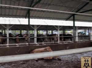 Pengadaan Bantuan Sapi-Kambing di Disnak Sumbar Disorot