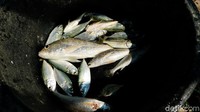 Jika beruntung, total ikan yang ditangkap bisa mencapai 1 kuintal. Kebanyakan adalah ikan kembung.
