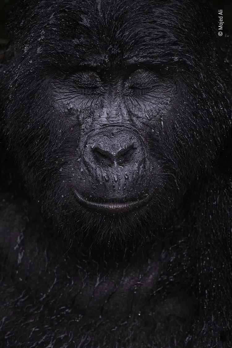 Wildlife Photographer of the Year 2021 Wildlife Photographer of the Year 2021