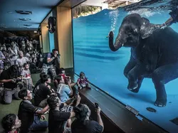 Karya Jawara Wildlife Photographer Of The Year 2021 Bikin Mata Takjub