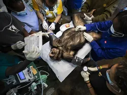 Karya Jawara Wildlife Photographer Of The Year 2021 Bikin Mata Takjub