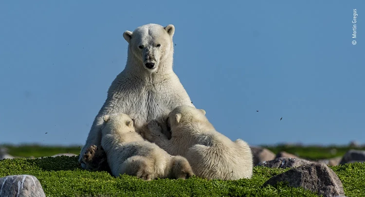 Wildlife Photographer of the Year 2021 Wildlife Photographer of the Year 2021