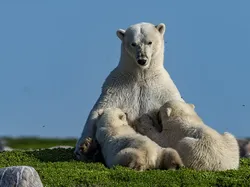 Karya Jawara Wildlife Photographer Of The Year 2021 Bikin Mata Takjub