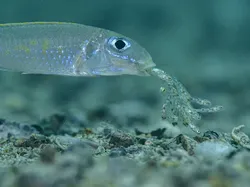 Karya Jawara Wildlife Photographer Of The Year 2021 Bikin Mata Takjub