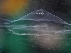 Karya Jawara Wildlife Photographer Of The Year 2021 Bikin Mata Takjub