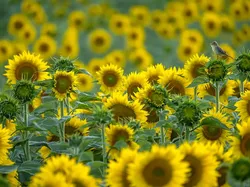 Karya Jawara Wildlife Photographer Of The Year 2021 Bikin Mata Takjub