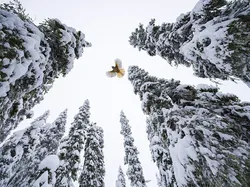 Karya Jawara Wildlife Photographer Of The Year 2021 Bikin Mata Takjub