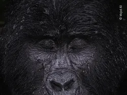 Karya Jawara Wildlife Photographer Of The Year 2021 Bikin Mata Takjub