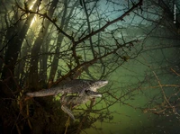 Wildlife Photographer of the Year 2021