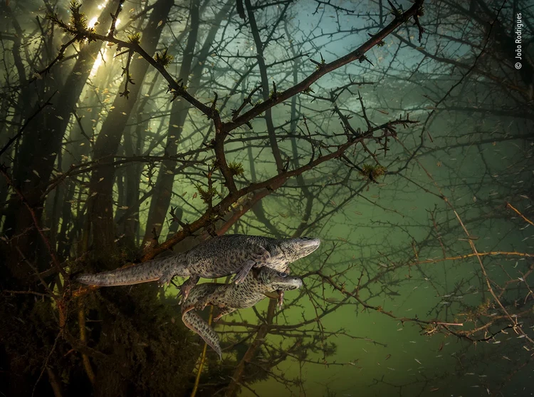 Wildlife Photographer of the Year 2021 Wildlife Photographer of the Year 2021