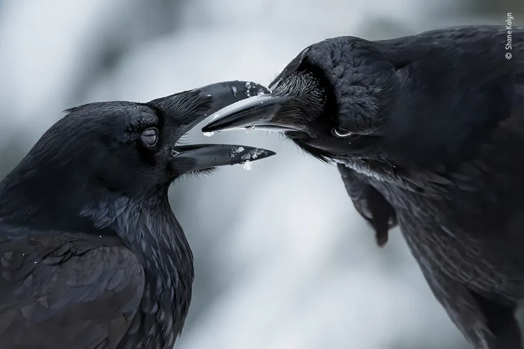 Wildlife Photographer of the Year 2021 Wildlife Photographer of the Year 2021