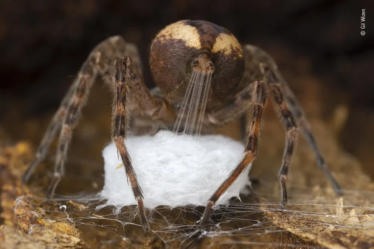 Wildlife Photographer of the Year 2021 Wildlife Photographer of the Year 2021