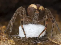 Karya Jawara Wildlife Photographer Of The Year 2021 Bikin Mata Takjub