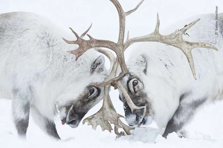 Wildlife Photographer of the Year 2021 Wildlife Photographer of the Year 2021