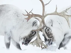 Karya Jawara Wildlife Photographer Of The Year 2021 Bikin Mata Takjub