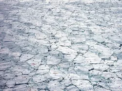 Karya Jawara Wildlife Photographer Of The Year 2021 Bikin Mata Takjub