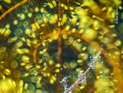 Karya Jawara Wildlife Photographer Of The Year 2021 Bikin Mata Takjub