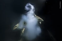 Wildlife Photographer of the Year 2021