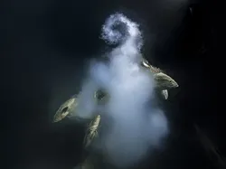 Karya Jawara Wildlife Photographer Of The Year 2021 Bikin Mata Takjub