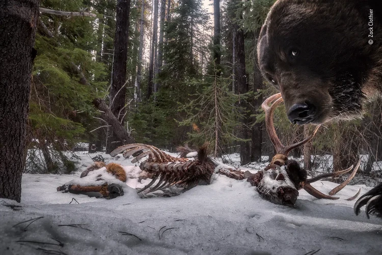 Wildlife Photographer of the Year 2021 Wildlife Photographer of the Year 2021