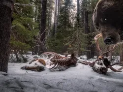 Karya Jawara Wildlife Photographer Of The Year 2021 Bikin Mata Takjub