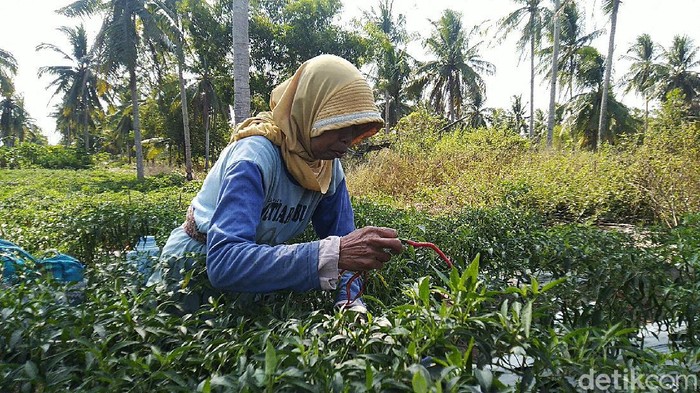 15 Oktober Hari Apa? Hari Perempuan Pedesaan Internasional