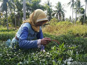 15 Oktober Hari Perempuan Pedesaan Internasional, Ini Temanya