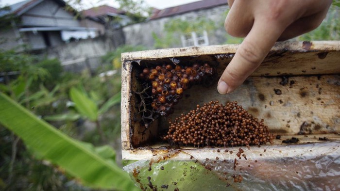 BUDI DAYA MADU KELULUT BALIKAPAPAN Agustinus Gabriel pemilik UMKM madu Lun Tau Balikpapan mengemas madu lebah kelulut di Balikpapan, Kalimantan Timur, Jumat (15/10/2021). Madu Lun Tau mitra UMKM binaan Pertamina tersebut dijual dengan kisaran harga Rp57.000 hingga Rp500.000 sesuai ukuran, dan dipasarkan keseluruh kota-kota besar di Indonesia. ANTARA FOTO/Yulius Satria Wijaya/aww.