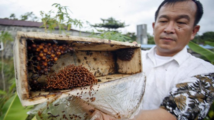 Agustinus Gabriel pemilik UMKM madu Lun Tau Balikpapan mengemas madu lebah kelulut di Balikpapan, Kalimantan Timur, Jumat (15/10/2021). Madu Lun Tau mitra UMKM binaan Pertamina tersebut  dijual dengan kisaran harga Rp57.000 hingga Rp500.000 sesuai ukuran, dan dipasarkan keseluruh kota-kota besar di Indonesia. ANTARA FOTO/Yulius Satria Wijaya/aww.