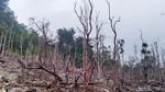 Kapan Taman Nasional Halimun Salak Kembali Dibuka?