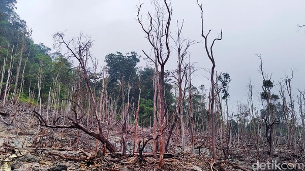 Kawah ratu berada di kawasan Taman Nasional Gunung Halimun Salak berlokasi di Desa Cidahu, Kecamatan Cicurug, Kabupaten Sukabumi. Kawah ratu berada di kawasan Taman Nasional Gunung Halimun Salak berlokasi di Desa Cidahu, Kecamatan Cicurug, Kabupaten Sukabumi.