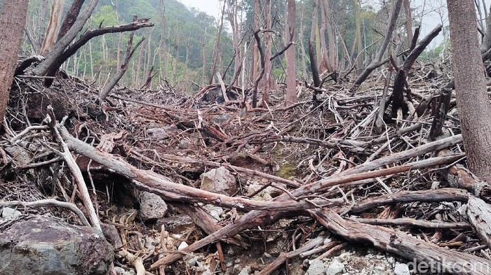 Kapan Wisata Taman Nasional Halimun Salak Kembali Dibuka? Suasana objek wisata Kawah Ratu yang terletak di kawasan Taman Nasional Halimun Salak, Bogor, beberapa waktu lalu. Hingga hari ini berbagai tempat wisata yang terletak di Taman Nasional Halimun Salak masih belum dibuka untuk umum.
