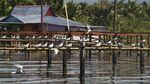 Melawat Kearifan Lokal Papua di Desa Wisata Kampung Yoboi