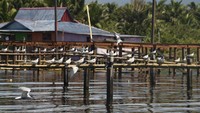 Kekek burung dara laut dan sambarannya menyambut sejumlah pengunjung yang menggunakan perahu motor ketika akan bersandar di dermaga Kampung Yoboi, Distrik Sentani, Jayapura, Papua.