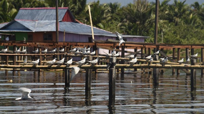 Melawat Kearifan Lokal Desa Wisata Kampung Yoboi Foto udara perkampungan Yoboi yang berada di pinggir Danau Sentani, Jayapura, Papua.