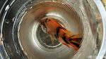 Nekat, Anak-anak Cari Ikan di Selokan Penuh Kabel Optik