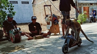 Topeng Monyet, Hiburan Sepanjang Zaman yang Kontroversial