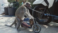 Kendati demikian, hiburan ini kerap kali menjadi kontroversial. Alasannya menyangkut etika, baik terkait pekerja topeng monyet ataupun monyetnya sendiri.