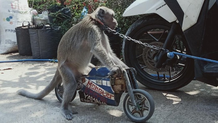 Topeng Monyet, Hiburan Sepanjang Zaman yang Kontroversial Hiburan topeng monyet sempat menjadi kontroversi di kalangan penyayang binatang. Namun hiburan rakyat itu ternyata tetap eksis sampai sekarang.