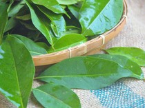 10 Minuman untuk Menurunkan Asam Urat, Salah Satunya Rebusan Daun Salam