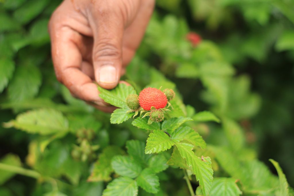 Hari Pangan Sedunia, Mari Mengenal Kerben Buah Berry Asli Indonesia!