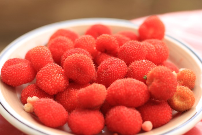 Buah Kerben Hari Pangan Sedunia, Mari Mengenal Kerben Buah Berry Asli Indonesia!