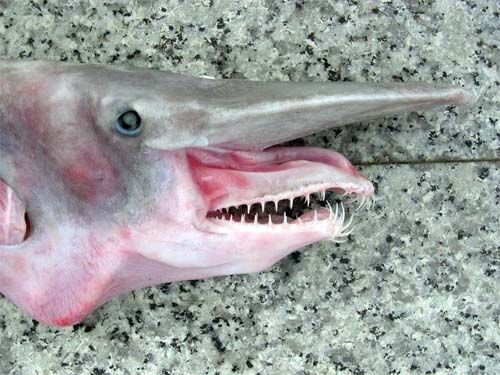 Goblin sharks, hiu aneh yang memiliki moncong dan warna merah muda keunguan.