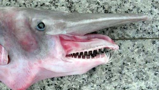 Tiburones duende, extraños tiburones con nariz rosada y violeta.