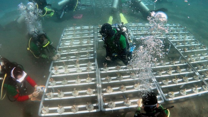 Anggota komunitas penyelam Otoritas Jasa Keuangan (OJK) dan komunitas penyelam Industri Jasa Keuangan (IJK) melaksanakan penanaman bibit terumbu karang di Pantai Malalayang, Manado Sulawesi Utara, Sabtu (16/10/2021). Kegiatan konservasi terumbu karang dengan menanam sebanyak 50 rak dengan total 1000 anakan karang di area seluas 150 meter persegi dilaksanakan sebagai bentuk komitmen OJK untuk mendukung penerapan ekonomi hijau, serta pengembangan destinasi wisata bahari Sulut yang sejalan dengan isu perubahan iklim global dalam rangka menyambut peringatan satu dasawarsa OJK. ANTARA FOTO/HO-OJK/adw/hp.