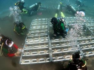 Konservasi Terumbu Karang OJK di Manado
