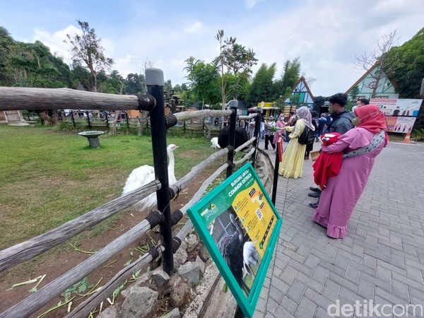 Di dalam area objek wisata, pengunjung tak cuma menikmati suasana di restoran namun juga berkeliling ke sejumlah kandang satwa. Bahkan wisatawan anak-anak nampak riang tatkala bisa naik kuda berkeliling objek wisata. Di dalam area objek wisata, pengunjung tak cuma menikmati suasana di restoran namun juga berkeliling ke sejumlah kandang satwa. Bahkan wisatawan anak-anak nampak riang tatkala bisa naik kuda berkeliling objek wisata.